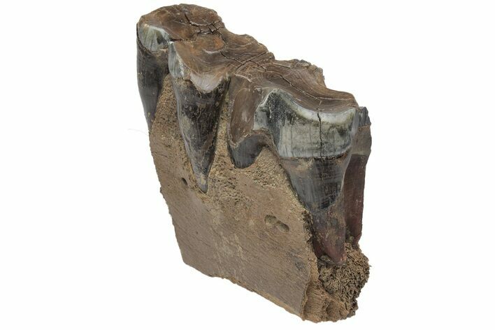 Woolly Rhino (Coelodonta) Mandible Section - Russia #210658